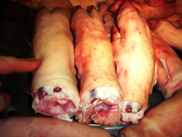 Pork Front Feet_ Pork Tails_ Pork Hearts_ Ear
